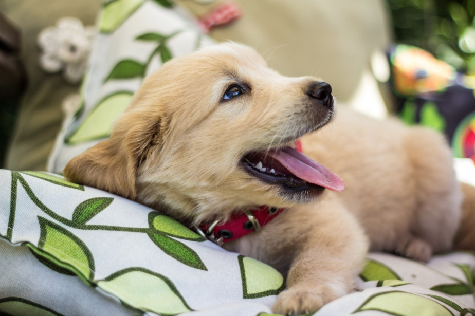 golden retriever puppy